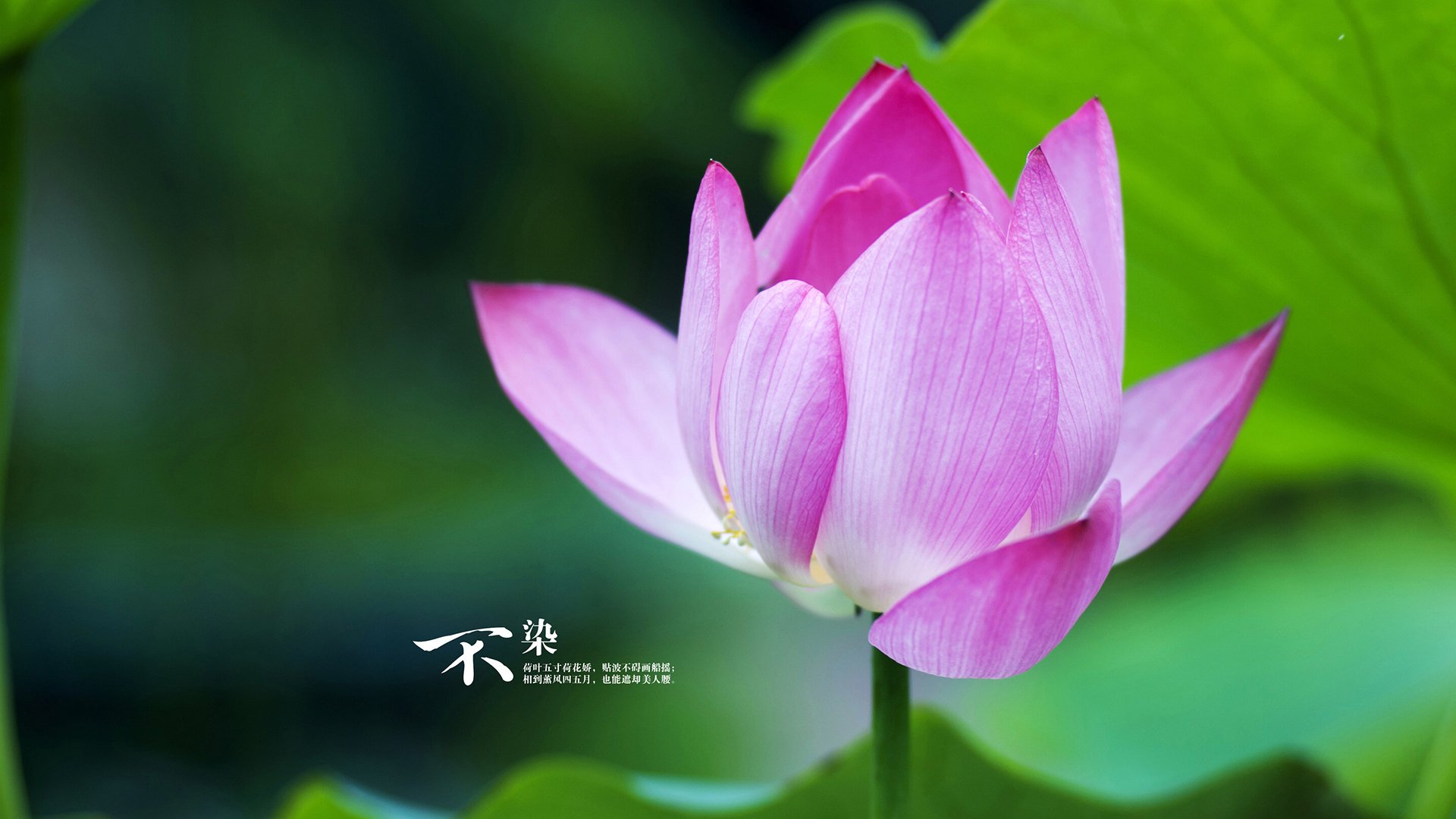 “安赫尔·巴尔博萨的精准进攻与战术执行力，助力美洲狮队在国际舞台屡创佳绩”